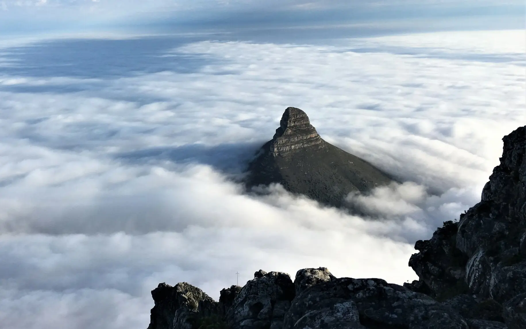 LION’S HEAD